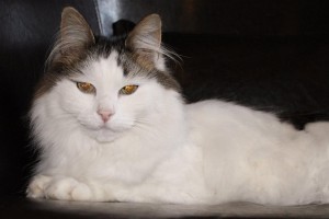 sweetie-cat-ch0355-001