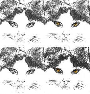 sweetie-cat-ch0355-002